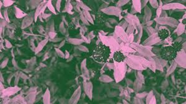 brave pink hero green gratis